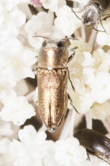 Anthaxia umbellatarum