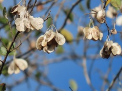 Pteleopsis myrtifolia