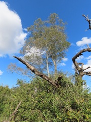 Pteleopsis myrtifolia