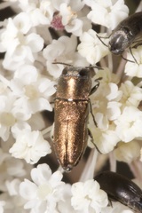 Anthaxia umbellatarum