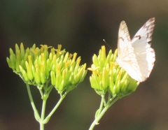 Kalanchoe leblanciae