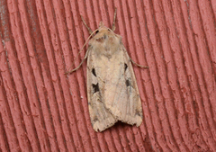 Diarsia esurialis