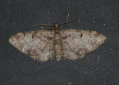 Eupithecia mutata