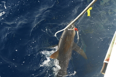 Carcharhinus falciformis