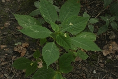 Impatiens parviflora