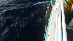 Carcharhinus falciformis