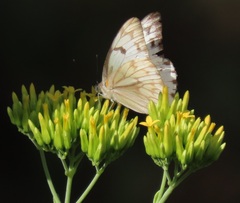 Kalanchoe leblanciae