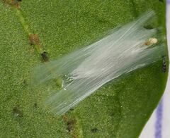 Perileucoptera coffeella