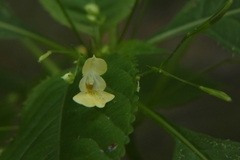 Impatiens parviflora