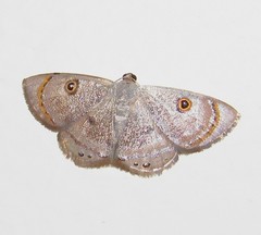 Argyrotome muricolor