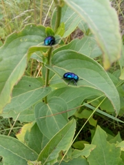 Chrysochus asclepiadeus