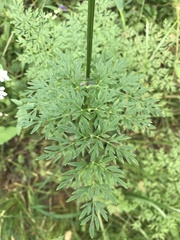 Selinum