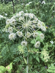 Selinum