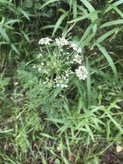 Selinum