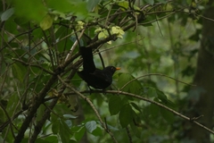 Turdus merula