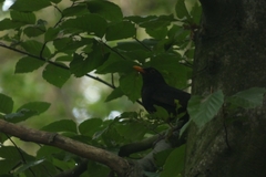 Turdus merula