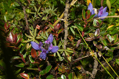Lupinus microphyllus