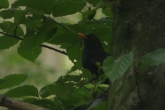 Turdus merula
