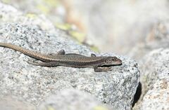 Iberolacerta bonnali