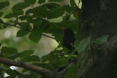 Turdus merula