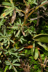Lupinus microphyllus