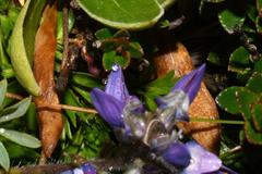 Lupinus microphyllus