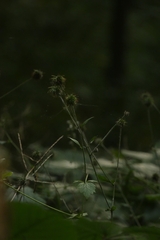 Geum urbanum