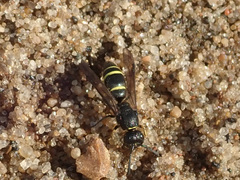 Ancistrocerus trifasciatus