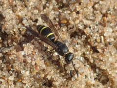 Ancistrocerus trifasciatus