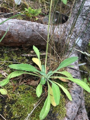 Image of Primula laurentiana by no rights reserved