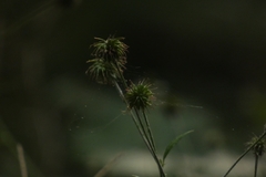 Geum urbanum