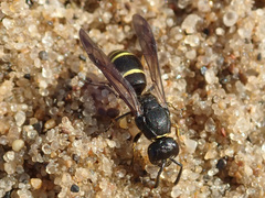 Ancistrocerus trifasciatus