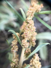 Atriplex gardneri