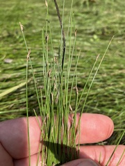 Eleocharis tenuis