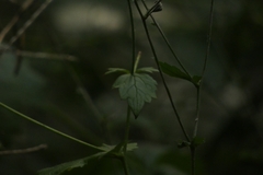 Geum urbanum