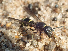 Ancistrocerus trifasciatus