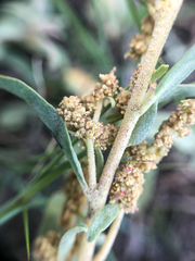 Atriplex gardneri