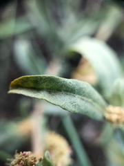 Atriplex gardneri