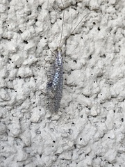 Eremochrysa punctinervis