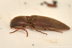 Diplostethus carolinensis