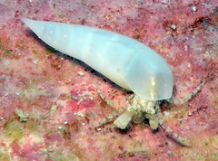 Melanella