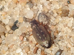 Bembidion velox