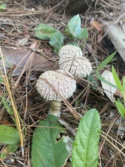 Boletellus ananas image
