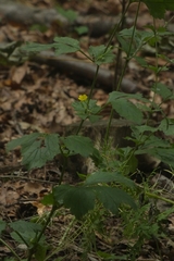 Geum urbanum
