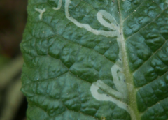 Phytomyza primulae