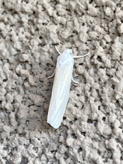 Crambus perlella