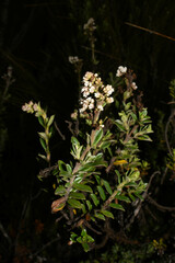 Valeriana microphylla