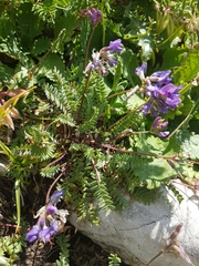 Oxytropis montana