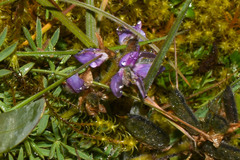 Lupinus microphyllus