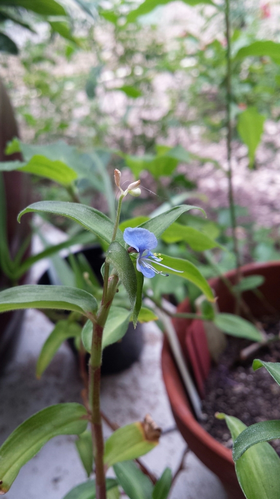 Commelina sikkimensis (Commelina sikkimensis)
